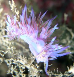 Flabellina ischiata fotografiado en la reserva biológica ... by Paco Martinez 